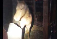 EE.UU.: Mujer llama a la policía porque un caballo invadió su sótano [VIDEO]