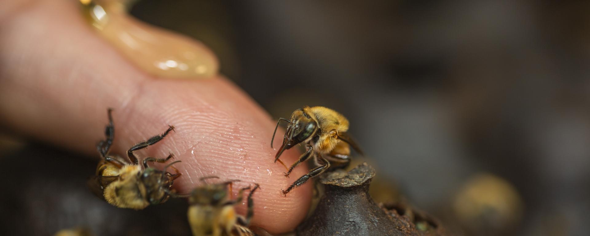 El mundo de las abejas, mucho más que miel y picaduras: ¿por qué cuidarlas es proteger el futuro?