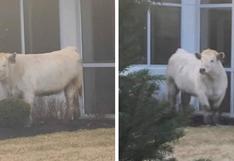 Vaca paraliza el tráfico en su huida de la policía y acaba en un local de comida rápida