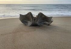 El cráneo de una criatura de 40 toneladas hallado en playa de Carolina del Norte