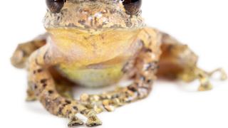 Lluvia de ranas: 11 nuevas especies descubiertas en Ecuador