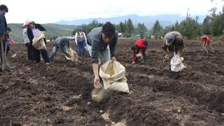 Serfor: ampliación de la ley agraria promoverá empleo en sector forestal y formalización de plantaciones 