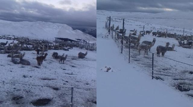 Intensas nevadas afectan zonas altas de Apurímac