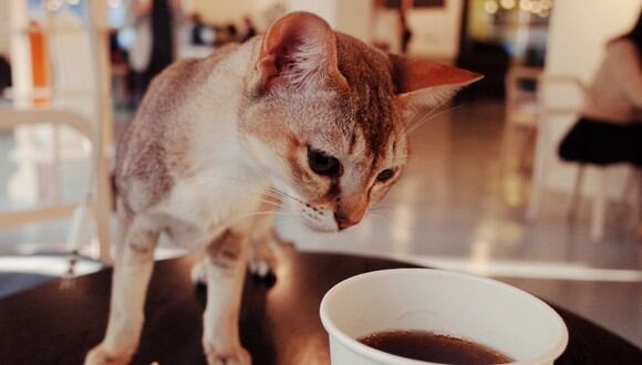 El fenómeno de los 'cat cafés' empezó a fines de la década de los 90.&nbsp; (Foto: Referencial - Pixabay)