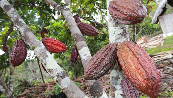 United Cacao planea producir 10.000 toneladas en Perú al 2021