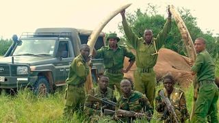 Muere Satao II, el elefante más representativo de Kenia [VIDEO]