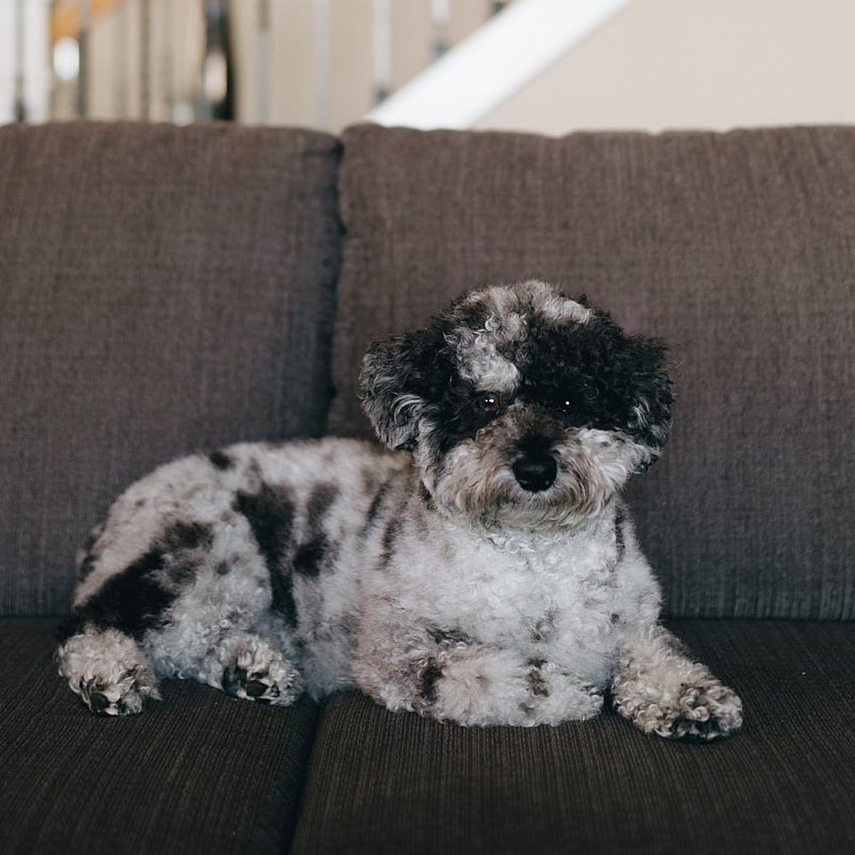 QUITAR PELO ANIMAL  La desconocida prenda que ayuda a eliminar los pelos  perros y gatos de nuestros sofás, muebles y suelo de una pasada
