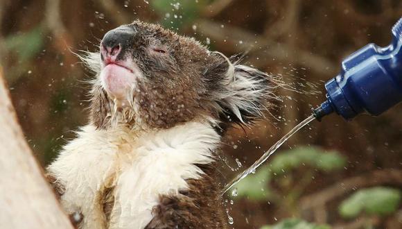 Koalas y otros animales buscan desesperadamente agua tras los incendios forestales en Australia. (Foto: Morne de Klerk/Getty Images)