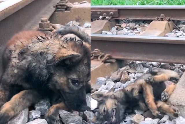 El perrito raza pastor alemán se encontraba casi al borde de la muerte. | Foto: Tran The/YouTube