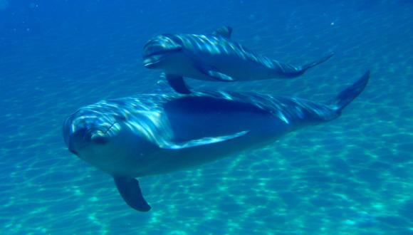 Cómo el ruido de los botes turísticos desorienta a los delfines