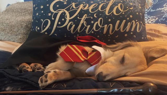 Una youtuber entrenó a su perro para que siga órdenes como hechizos de Harry Potter. (Fotos: Brizzy Voices en YouTube)