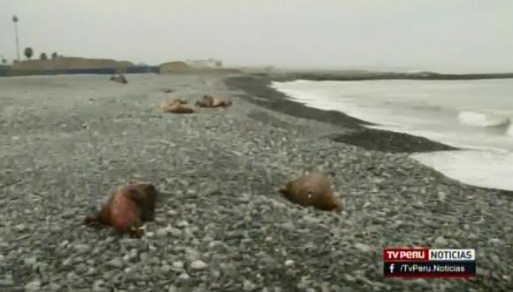 Callao: aparecen 22 lobos marinos muertos en playa Carpayo