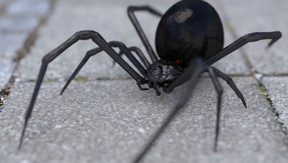 Una araña viuda negra fue encontrada en Estados Unidos y desató furor en redes sociales por su tamaño. (Foto referencial: Pixabay)
