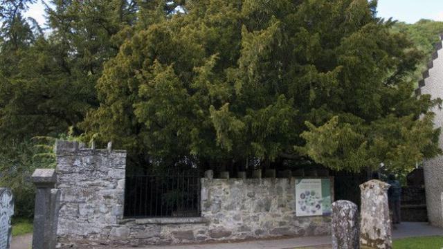 Por qué uno de los árboles más antiguos cambió de sexo - 3