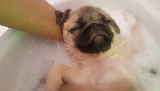 El can se sentía muy relajado mientras lo bañaba una persona. (YouTube: ViralHog)