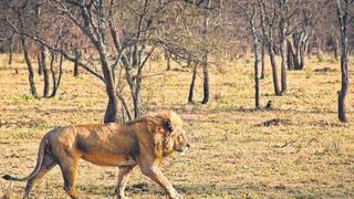 Un safari por las tierras de Kenia y Tanzania