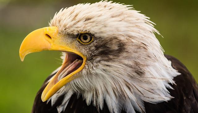 El águila había decidido convertir al marsupial en su presa. (Pixabay / MelaniMarfeld)