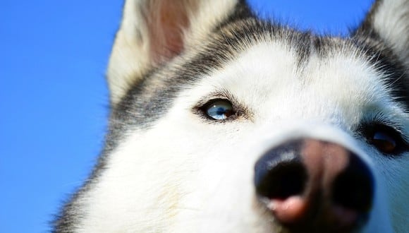 Un perro siberiano fue 'alimentado' por una cacatúa. (Referencial - Pixabay)