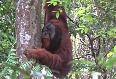 Habilidad inesperada: orangután impresiona a científicos al preparar su propio ungüento curativo