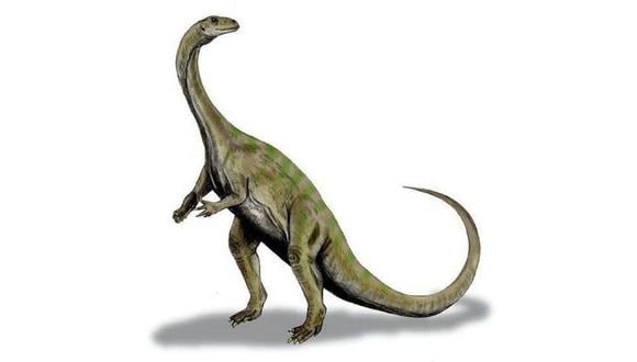 La nueva especie pertenece al grupo de los sauropodomorfos, predecesores de los saurópodos, conocidos como 'cuellos largos'. (Imagen referencial: Geological Society of South Africa)