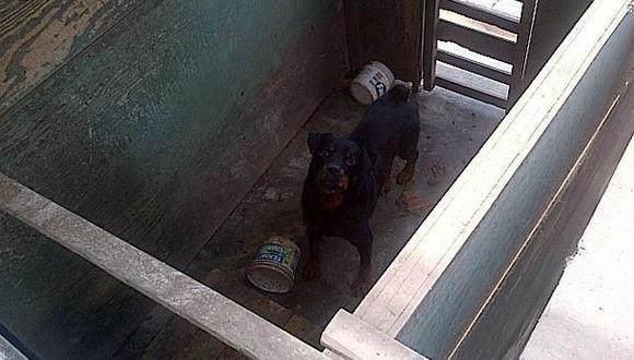 Carmen de la Legua: perros de comuna en abandono y sin alimento