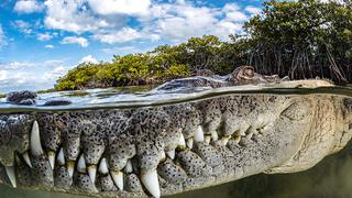 La impresionante foto de un cocodrilo en Cuba que ganó el máximo premio de los Mangrove Photography Awards