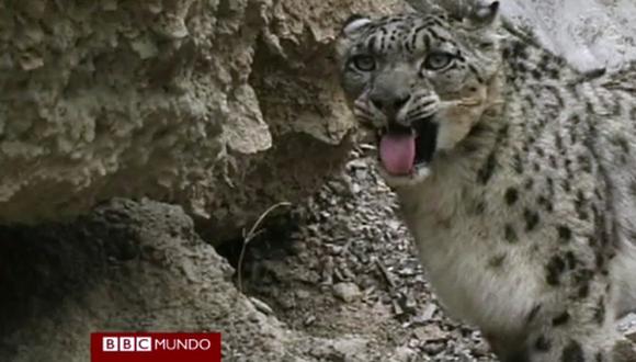 VIDEO: Filman por primera vez al leopardo de las nieves