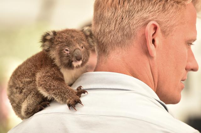 La ministra australiana de Medio Ambiente Sussan Ley informó esta semana que los koalas podrían estar en peligro de extinción por primera vez. (Foto: PETER PARKS / AFP)