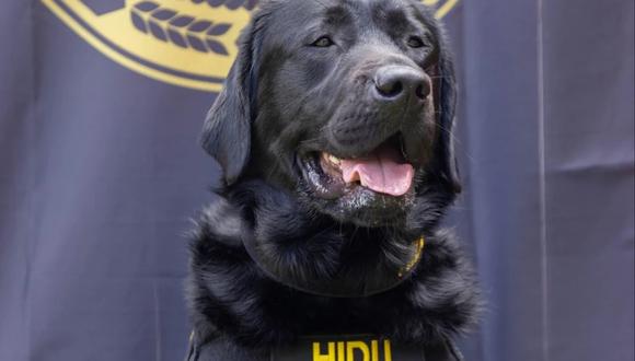 Esta fotografía de mayo de 2022 proporcionada por la organización Operation Underground Railroad muestra a Hidu, un perro entrenado para detectar dispositivos electrónicos. (Operation Underground Railroad vía AP).