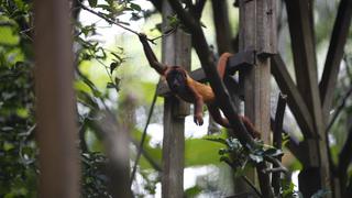 Conoce los simpáticos animales de la selva de Puerto Maldonado