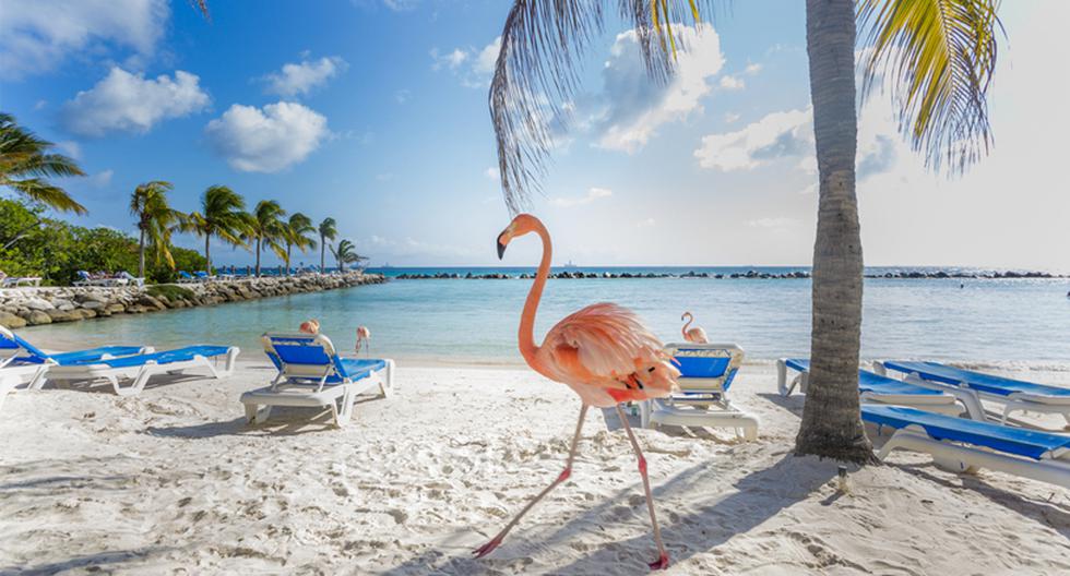 La Isla Renaissance es el hogar de las únicas playas privadas de Aruba y sus famosos flamencos rosado.