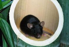 Ciencia: se revirtió envejecimiento de ratones, ¿ahora se intentará en humanos?