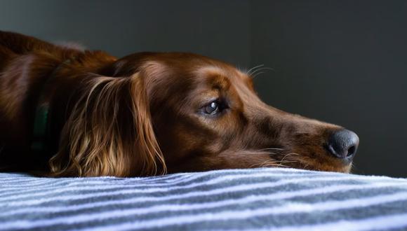 Un perro descansando sobre la cama. |Imagen referencial: Ryan Stone / Unsplash