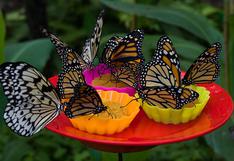 Sierra del Divisor: un registro revela 157 especies de mariposas