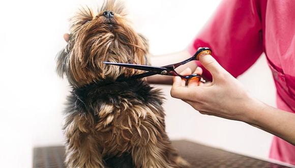 Cuida y engríe a tu mascota con Groomers obteniendo hasta el 50% de descuento. Beneficio exclusivo para suscriptores