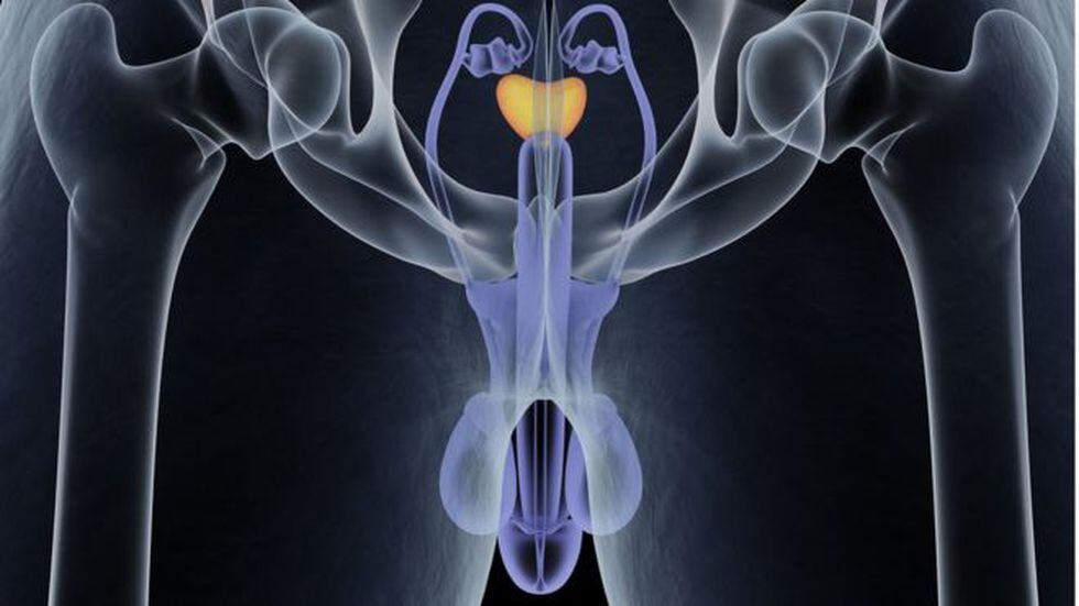 La función principal de la próstata es suministrar el fluido prostático o líquido seminal que se mezcla con los espermatozoides en los testículos para que puedan sobrevivir y ser expulsados durante la eyaculación. (Foto: Getty)