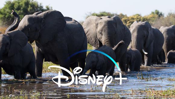 "Elephants" será parte del catálogo de Disney+. La plataforma estará disponible en América Latina a partir del 17 de noviembre. (Foto: Disneyenature)