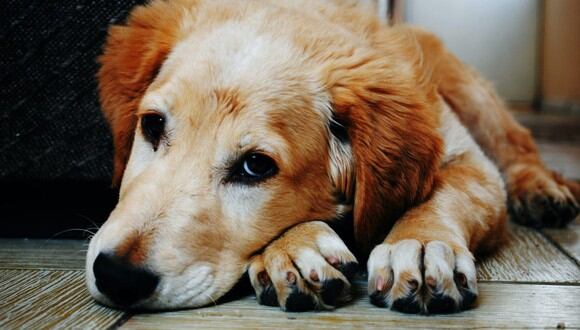 Cuidar de sus uñas es una rutina importante y sencilla para asegurar la salud del perro. (Foto: Bruno Cervera / Pexels)