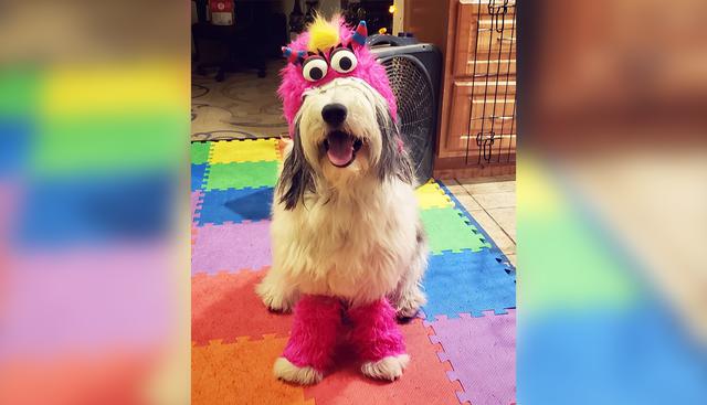 10 originales y creativos disfraces de Halloween para tu perro