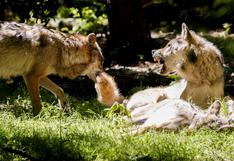 ¿Sabías que los perros salvajes votan? Así funcionan sus asambleas