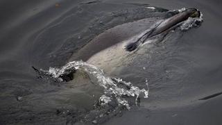 Un delfín murió en canal de desagüe de Brooklyn