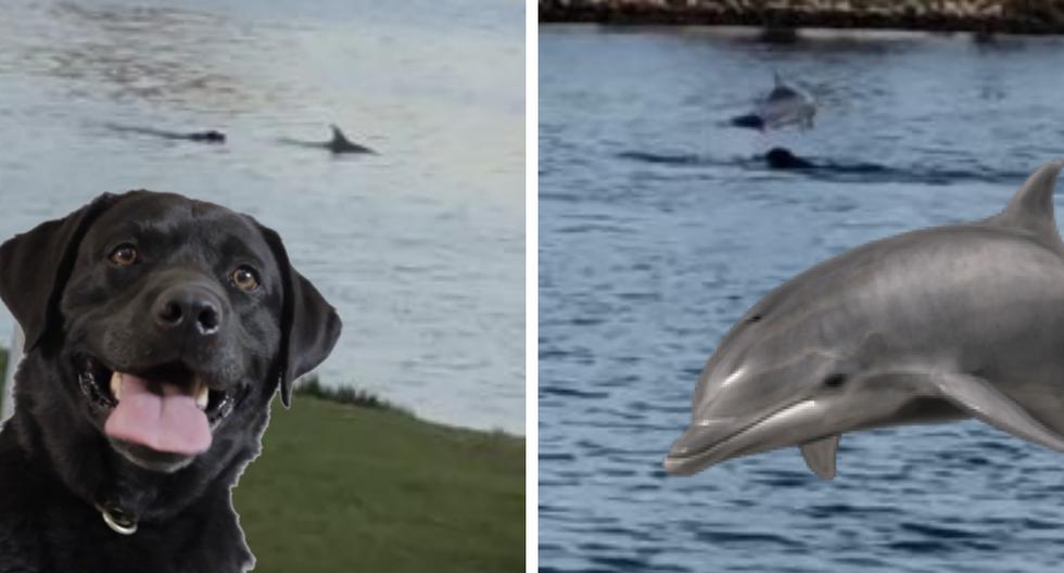 Un perro y un delfín jugaron alegremente en un arroyo como si fueran amigos de toda la vida. (Foto: ViralHog en YouTube/Pixabay)