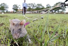 Ratas gigantes salvan vidas detectando minas en Camboya
