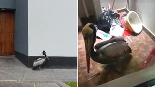 Gripe aviar: reportan presencia de pelícanos enfermos en San Isidro, Chorrillos y Surquillo | VIDEO 