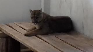 Tacna: puma andino será liberado en área de conservación Vilacota Maure