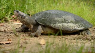 Día Mundial de la Vida Silvestre: tres iniciativas para salvar a la tortuga charapa, al matorralero cabecipálido y al manatí amazónico