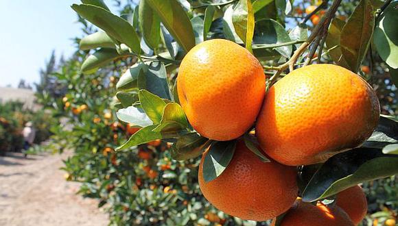 La mandarina&nbsp;satsuma ingresará al mercado japonés. El&nbsp;último producto peruano que entró a este país fue la palta Hass en 2015. (Foto: GEC)