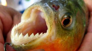 Peces carnívoros atacan y hieren a más de 60 personas en Argentina