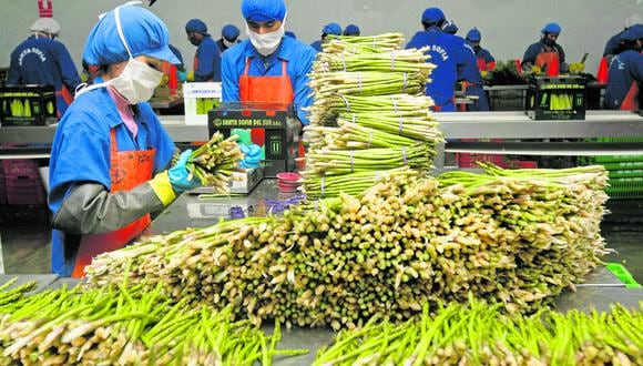 Medida aprobada fija una bonificación de S/279 para los trabajadores, pago que afectaría la sostenibilidad de las empresas agroexportadoras, sostiene la AGAP. FOTO: GIANCARLO SHIBAYAMA / EL COMERCIO