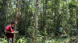Un recorrido por el bosque de Huayo, el ecosistema loretano con especies únicas de árboles